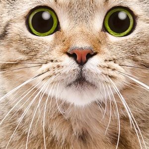 Meet your Posher, Blake